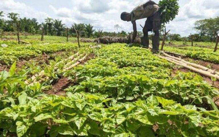 L’Afrique, leader mondial de la croissance des surfaces agricoles biologiques : Une tendance en pleine expansion en 2023
