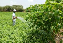 Le FIDA au Bénin : Transformations durables des communautés rurales grâce à l’agriculture et à la résilience climatique