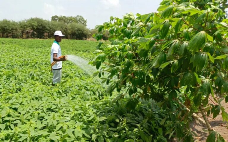 Le FIDA au Bénin : Transformations durables des communautés rurales grâce à l’agriculture et à la résilience climatique