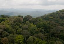 Le Nouveau leadership de l’Assemblée de l’UA : Une opportunité pour la conservation des forêts du bassin du Congo ?