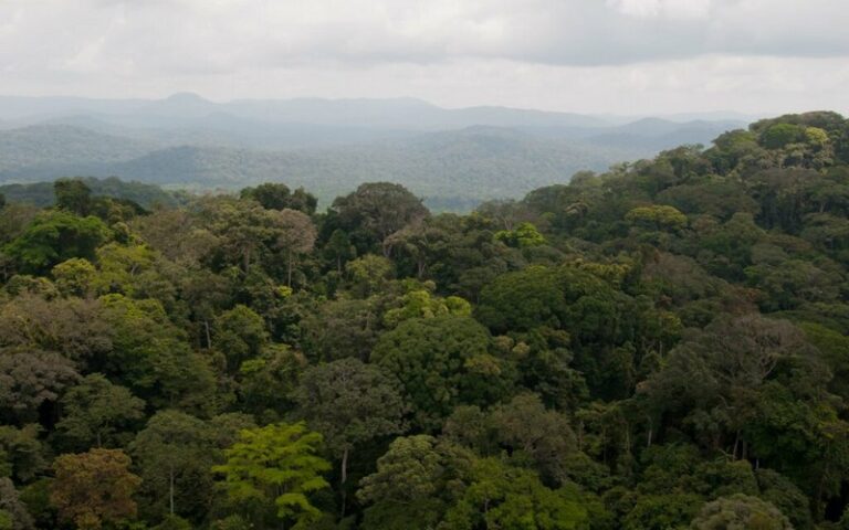Le Nouveau leadership de l’Assemblée de l’UA : Une opportunité pour la conservation des forêts du bassin du Congo ?