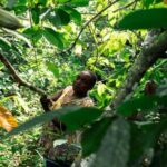Le cacao au cœur des violences et des convoitises dans l’est de la RDC : Conflits armés, contrebande et menaces sur la certification bio