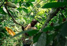 Le cacao au cœur des violences et des convoitises dans l’est de la RDC : Conflits armés, contrebande et menaces sur la certification bio