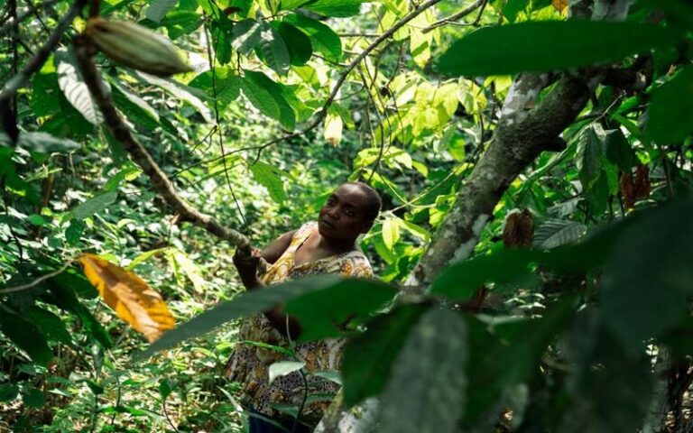 Le cacao au cœur des violences et des convoitises dans l’est de la RDC : Conflits armés, contrebande et menaces sur la certification bio