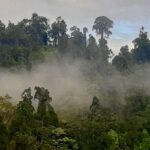 Le changement climatique menace les forêts tropicales d’Amérique : Une étude révèle les risques de disparition des espèces d’arbres