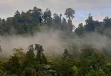 Le changement climatique menace les forêts tropicales d’Amérique : Une étude révèle les risques de disparition des espèces d’arbres