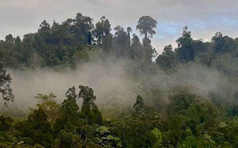 Le changement climatique menace les forêts tropicales d’Amérique : Une étude révèle les risques de disparition des espèces d’arbres