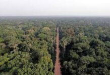 Les forêts du Bassin du Congo : Un pilier essentiel pour l’adaptation aux changements climatiques en Afrique Centrale