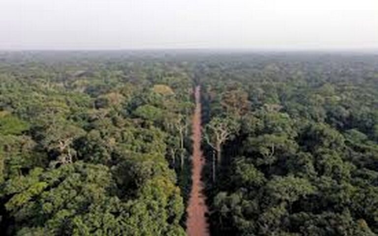 Les forêts du Bassin du Congo : Un pilier essentiel pour l&rsquo;adaptation aux changements climatiques en Afrique Centrale