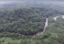 Les menaces sécuritaires freinent la conservation des forêts tropicales à l’est de la RDC : Impacts sur la biodiversité et la stabilité climatique
