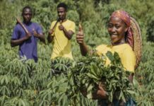 Météo-Bénin : Prévisions saisonnières favorables pour la campagne agricole 2025 – pluies, semis et conseils pour les producteurs