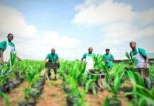 Nigeria : L’État d’Oyo consacre 15 500 hectares supplémentaires à l’agriculture pour stimuler la production agricole