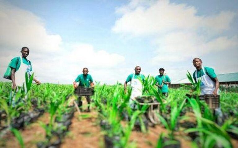 Nigeria : L’État d’Oyo consacre 15 500 hectares supplémentaires à l’agriculture pour stimuler la production agricole