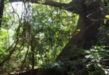 Protection des forêts et des écosystèmes : Plus de 800 millions de FCFA investis pour renforcer la gestion environnementale au Sénégal