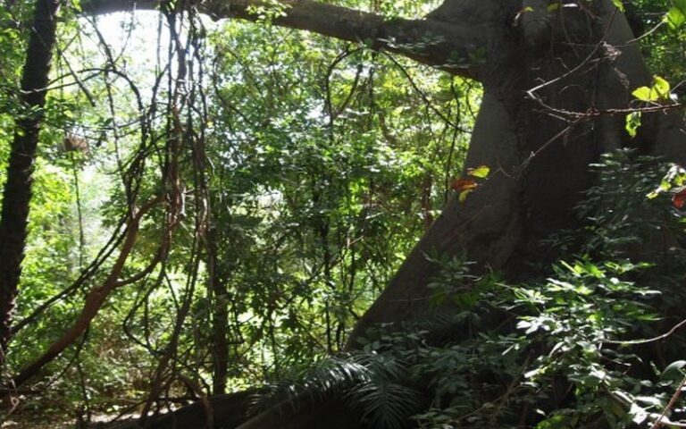 Protection des forêts et des écosystèmes : Plus de 800 millions de FCFA investis pour renforcer la gestion environnementale au Sénégal