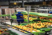 Record historique des exportations agricoles de l’Afrique du Sud en 2024, les agrumes en tête des performances