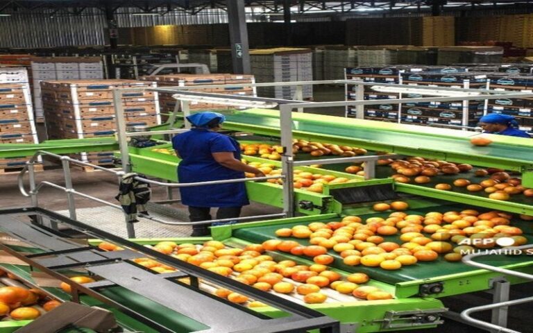 Record historique des exportations agricoles de l’Afrique du Sud en 2024, les agrumes en tête des performances