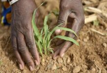 Relance de l’agriculture au Katanga : Le projet de la FAO pour soutenir les agriculteurs et promouvoir la sécurité alimentaire en RDC