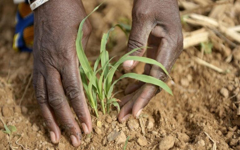 Relance de l’agriculture au Katanga : Le projet de la FAO pour soutenir les agriculteurs et promouvoir la sécurité alimentaire en RDC