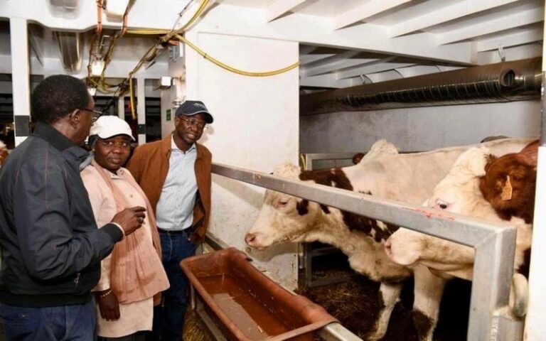 Sénégal : Vers l’autosuffisance laitière avec l’importation de plus de 1 300 bovins européens