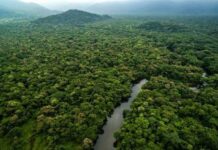 Vers un développement durable pour le bassin du Congo : Accélérer l’action pour les ODD et la préservation de la biodiversité