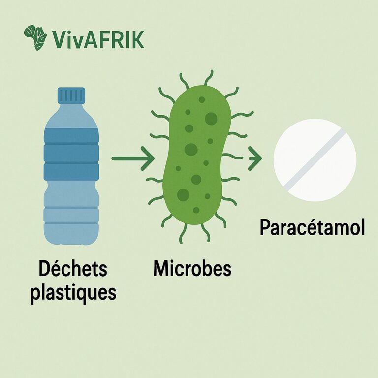 Des bactéries transforment les déchets plastiques en paracétamol : une avancée révolutionnaire venue d’Édimbourg ♻️
