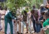 Campagne de reboisement 2025 au Sénégal : la région de Kolda vise la plantation de 750 000 arbres