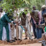 Campagne de reboisement 2025 au Sénégal  : la région de Kolda vise la plantation de 750 000 arbres
