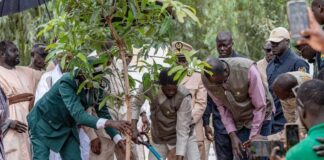 Campagne de reboisement 2025 au Sénégal : la région de Kolda vise la plantation de 750 000 arbres