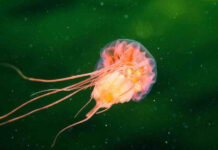 Exploitation minière des grands fonds : une nouvelle étude alerte sur une famine silencieuse dans les océans