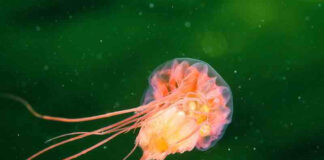 Exploitation minière des grands fonds : une nouvelle étude alerte sur une famine silencieuse dans les océans