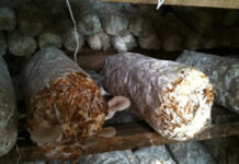 Afrique australe : une innovation scientifique pour une alimentation durable des poulets indigènes