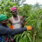 🌴 Sierra Leone : Planting Naturals numérise plus de 7 200 petits exploitants pour une huile de palme durable, traçable et sans déforestation