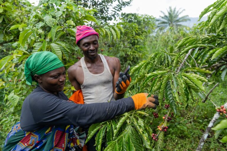 🌴 Sierra Leone : Planting Naturals numérise plus de 7 200 petits exploitants pour une huile de palme durable, traçable et sans déforestation