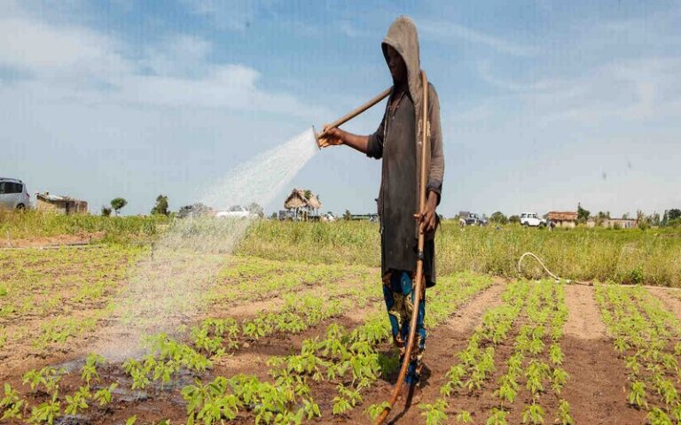 Bénin : Améliorer l’accès des femmes et des jeunes aux terres agricoles