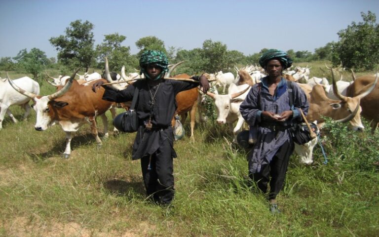 Lutte contre le vol de bétail : 192 milliards FCFA pour sécuriser l’Afrique de l’Ouest