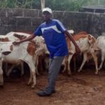 Embouche bovine en Casamance : la FENAB et Ninnaba ensemble pour renforcer l&rsquo;autonomisation économique des jeunes et des femmes